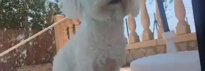 Peluquería canina San Miguel