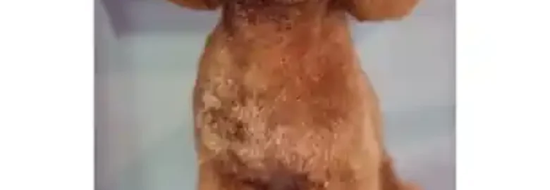 Peluqueria canina Sevilla este