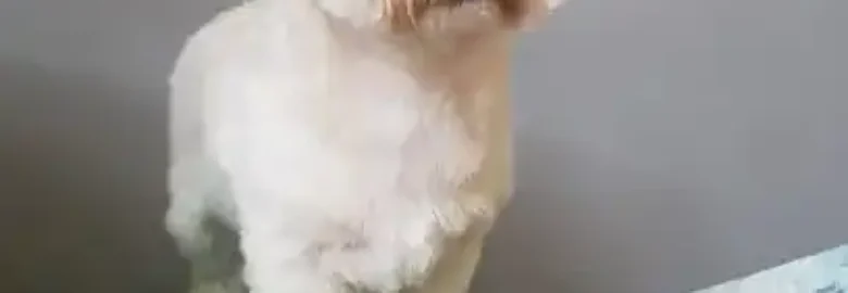 Peluqueria canina UPPI