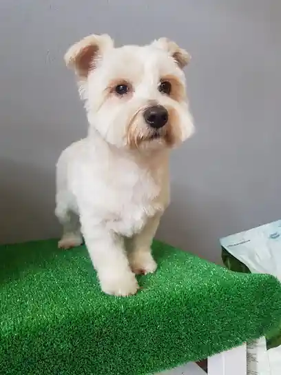 Peluqueria canina UPPI