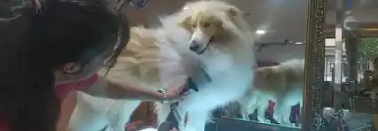 Peluquería canina Urban Dogs