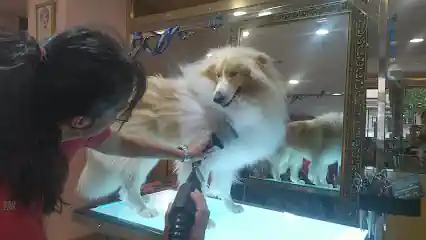 Peluquería canina Urban Dogs