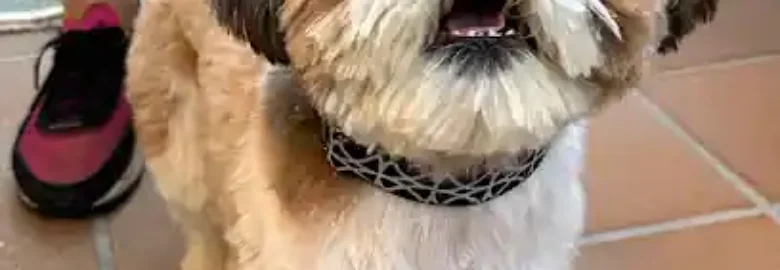Peluqueria canina a domicilio