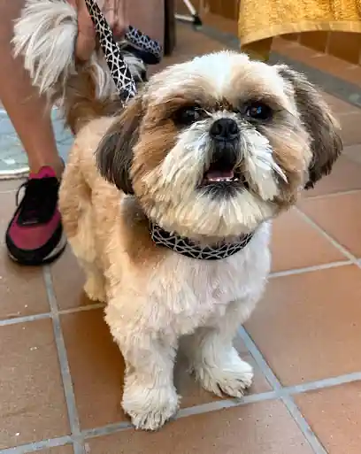 Peluqueria canina a domicilio