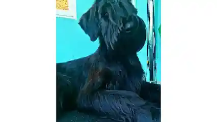 Peluqueria canina bulldog