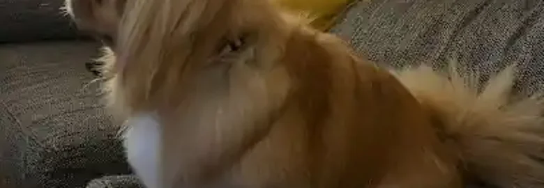 Peluquería canina +que pelos