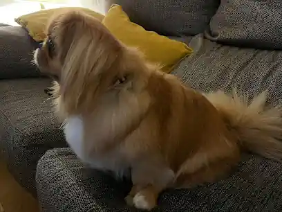 Peluquería canina +que pelos