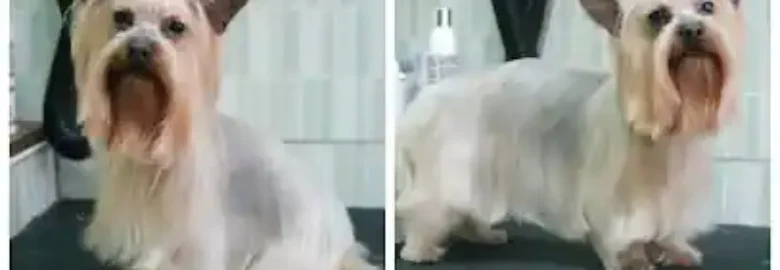 Peluquería canina y felina Boutique y Belleza Canina