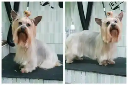 Peluquería canina y felina Boutique y Belleza Canina