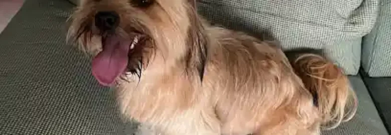 Peluquería canina y felina Coco&Piña