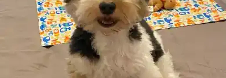 Peluquería canina y felina Gorbi