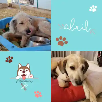 Peluquería canina. Pelucaninos