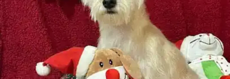 Peluquería mascotas Olatz