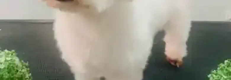 Peluquería y Estética canina Amores Perros