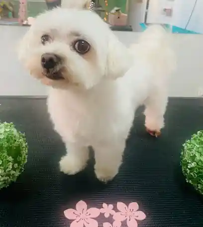 Peluquería y Estética canina Amores Perros