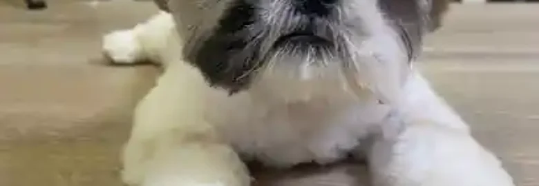 Peluquería y Guarderia DoggyLand