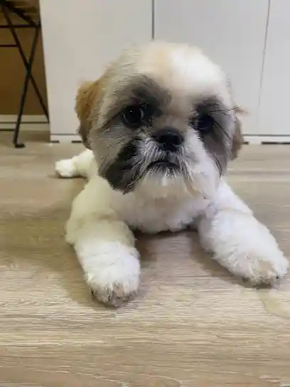 Peluquería y Guarderia DoggyLand