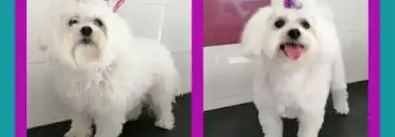 Peluquería y autolavado canino LavaDoG