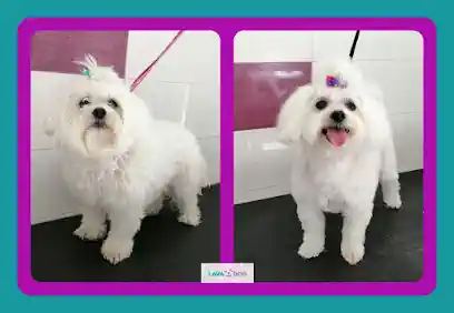 Peluquería y autolavado canino LavaDoG