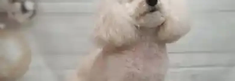 Peluts de Mataró Perruqueria Canina y Felina