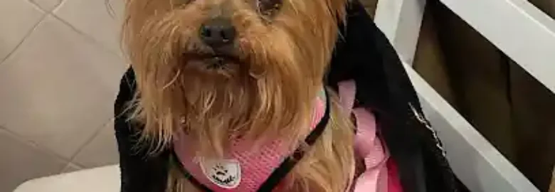 Perretes Peluqueria Canina