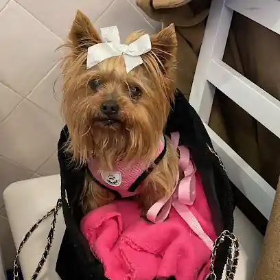 Perretes Peluqueria Canina