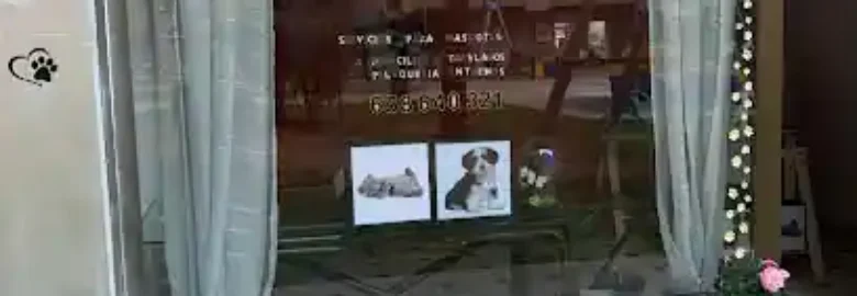 Perriamigos Servicios Para Mascotas