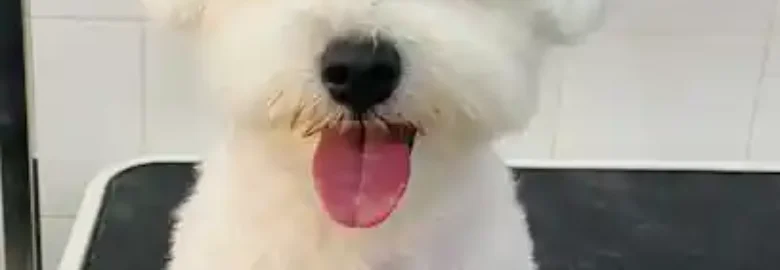 Perrito Andaluz Peluquería & Estética Canina