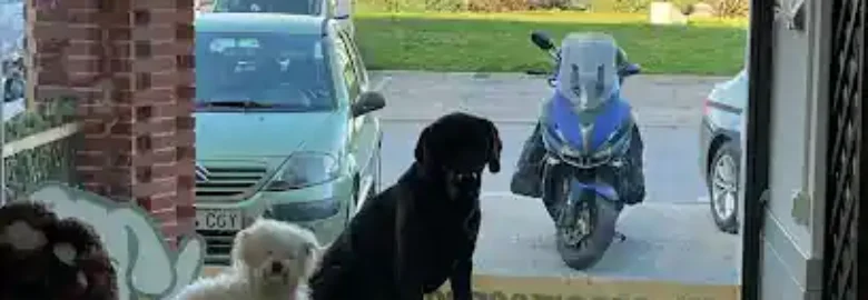 Perritos encantados