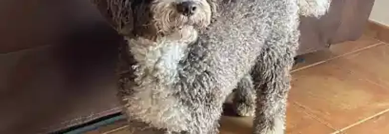 Perro De Agua Español de Almeraya
