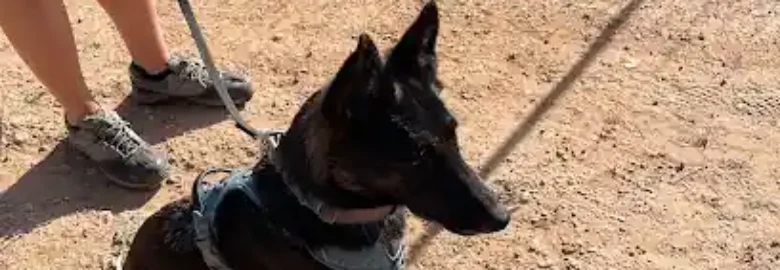 Perro Pensante