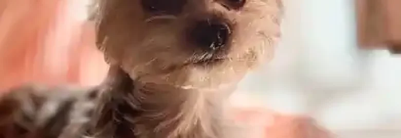 Perro Y Muchacho