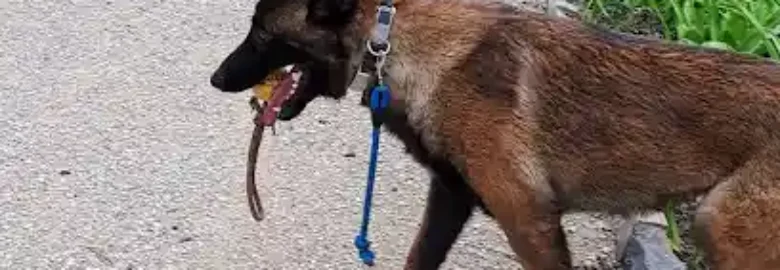 Perro de 10