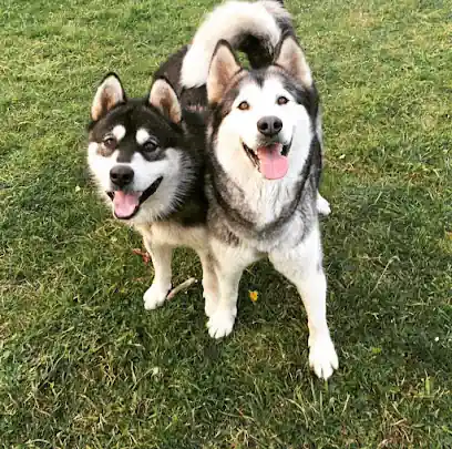 Perros y Cosas