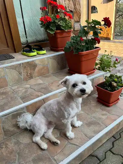 Perrucania Peluquería Canina