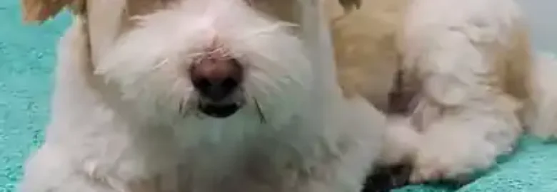 Perruquería Canina La Sonrisa de Noah