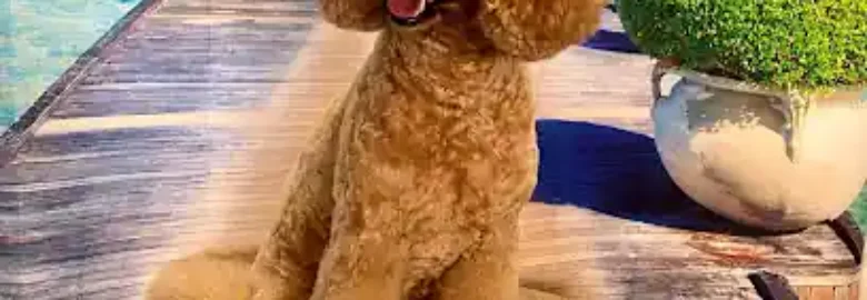Perruqueria canina estilcan