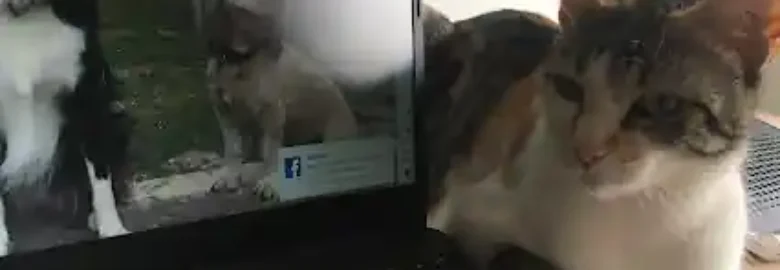 Perrygatos