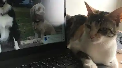 Perrygatos_bI5j