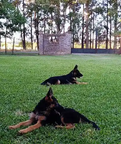 Pet Sitter VIP & Adiestramiento Canino.