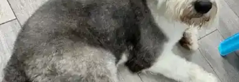 Pet Spot