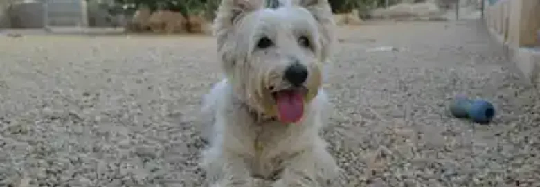 Pet hotel Mojácar
