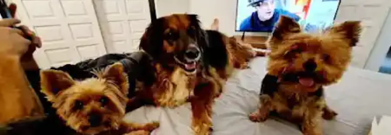 PetPals
