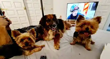 PetPals
