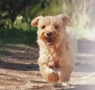 Pet’s Kangoo