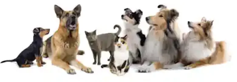 Pet’s Planet Benidorm