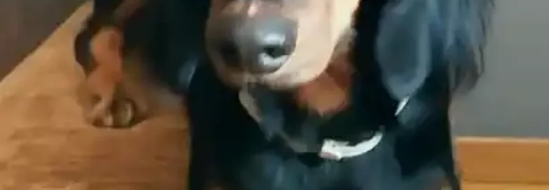 Petydog Mascotas