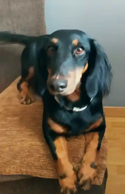 Petydog Mascotas
