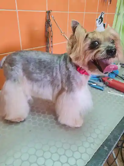 Pulgas