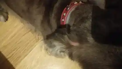 Puppy Baño Feliz